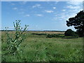 TL8791 : View over Breckland from Frog Hill by Marilyn Abdulla