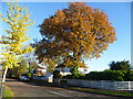 Cottenham Park Road in autumn