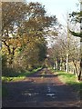 Tree-lined track to Great Beere Farm