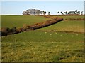 Bridleway between hedges north of Burrow