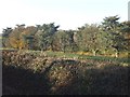 The avenue of Reeve Castle