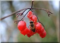 Bee on ripe hawthorn berries, Tunwell Road, Carr