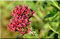 Valerian, Whiterock, Killinchy