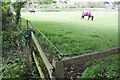 SU3886 : Horses in field beside Court Hill Road by Roger Templeman