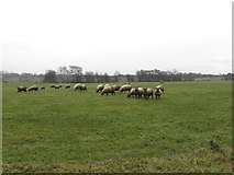 H5669 : Sheep, Ramackan by Kenneth  Allen