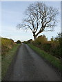 Ash tree on the lane east of Forest Farm