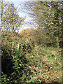 Public footpath near Halfpenny Green, Staffordshire