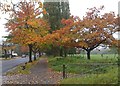 Autumn colours along Braunstone Avenue