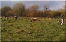 SK5601 : Longhorn cattle on the Spearwort Fields by Mat Fascione