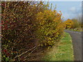 Autumn along Stretton Lane