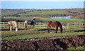 Horses at Aughton with view to Ulley Reservoir