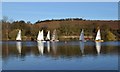 Racing sailboats on Ulley Reservoir