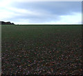 Farmland, Garmondsway Moor