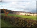 Grassland and Woodland near Wingerworth