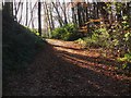 Woodland path, Howden