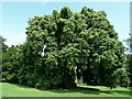 Specimen oak tree in Pittville Park, Cheltenham