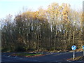 Woodland beside the A177, High Shincliffe