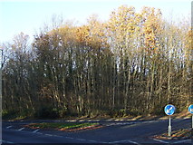 NZ2940 : Woodland beside the A177, High Shincliffe by JThomas