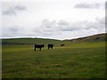 Field at Garrack