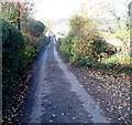 Narrow hedged lane from Woolaston Common to Barnage Farm