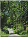 Lane to Llwyn-y-groes, Ceredigion