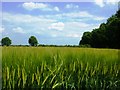 Barley in field at High Mowthorpe