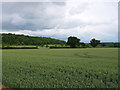 SP1358 : Wheat Field by Nigel Mykura
