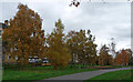 TQ3174 : Silver birches, Brockwell Park by Stephen Richards