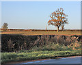 The church and the oak tree