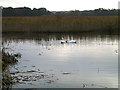 The Fens, North Warren Nature Reserve, Thorpeness, Suffolk