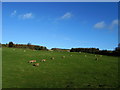 Pasture above Skirfa Beck