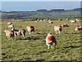 NZ0267 : Field of pregnant ewes by Oliver Dixon