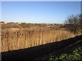 Wasteland of Bude Road, Bransholme