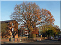 Autumnal oak, Crown Lane