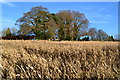 Crops and trees, Twyford