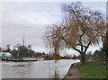 The Thames at Laleham, November 2012