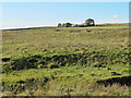 Rough pastures around Wealside