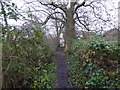 Footpath, muddy