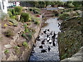 Ducks in the Blaen Bran, Upper Cwmbran