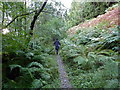 Footpath rising through Glentarken Wood