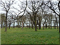 Clump of trees, Wanstead Flats