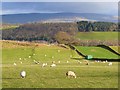 NY5537 : Pastures, Great Salkeld by Andrew Smith