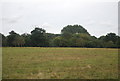 Farmland, Pond Hall Farm