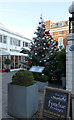 Christmas Tree outside The Bluebird Chelsea