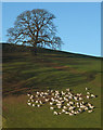 SD4980 : Fallow deer above the Bela at Dallam Park by Karl and Ali