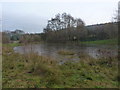 Frozen pool on the Barrow Hill Nature Reserve