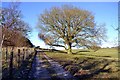 Track and Oak Tree