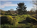 Boulders in Town Orchard, Lustleigh