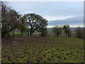 Muddy bridleway above Underton