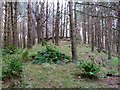 Burial Ground Wood on the Bowland Estate